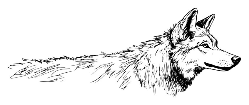 realistic hand drawn wolf head in profile view black and white