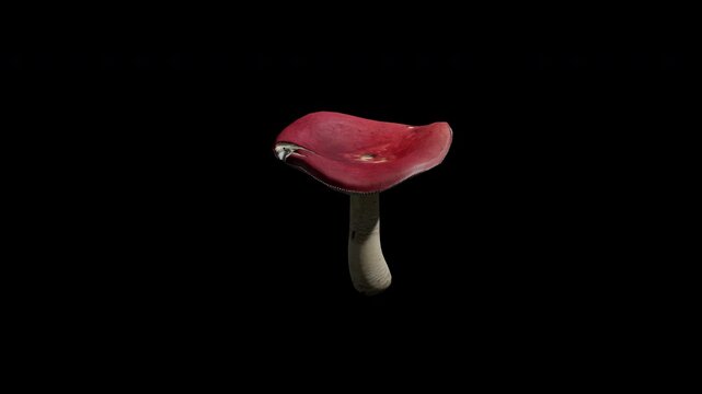 Mushroom Russula or brittlegills with alpha channel and transparent background