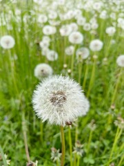 Obraz premium A white fluffy dandelion blooms in a field.