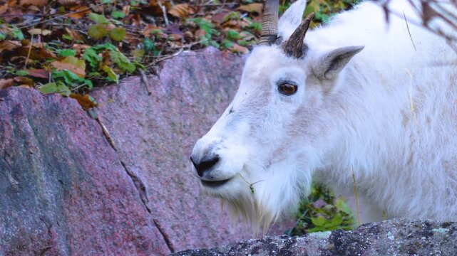 Close up of a rocky mountain goat licking his nose ona cloudy spring day