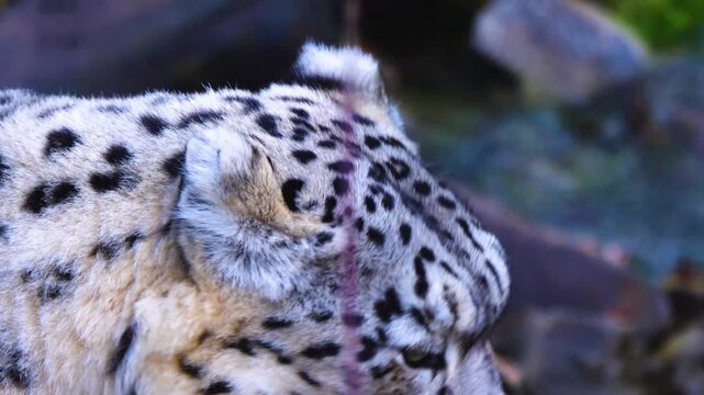 Close up head of a young snow leopard resting on a rock on a cloudy spring day