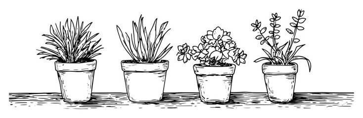 hand drawn potted houseplants sketch illustration © Kaz
