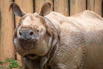 Obraz premium Indian Rhinoceros