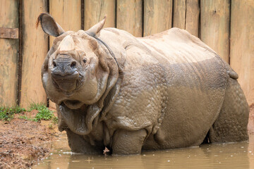 Indian Rhinoceros © Lucas