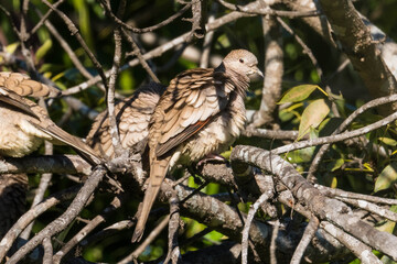 descansando despues de la lluvia