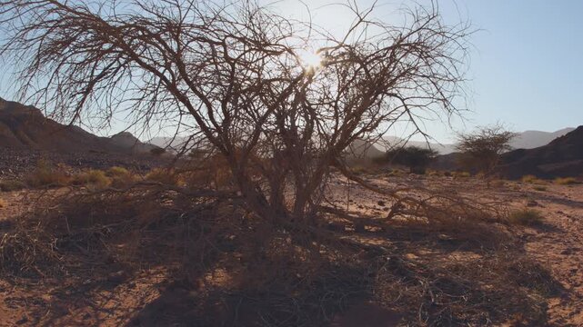 Acacia tree in the stone desert of the Middle East. Timna Park. Israel. Tree in the desert.