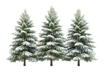 Fototapeta premium Three majestic, snow-covered mature evergreen fir trees with vibrant green needles and brown trunks, isolated on a seamless transparent background. concept of winter serenity and natural grandeur