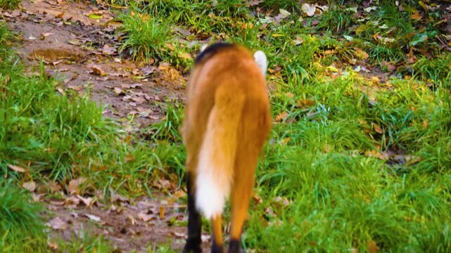 Close up of a mane wolf walking on a meadow from behind on a sunny autumn day