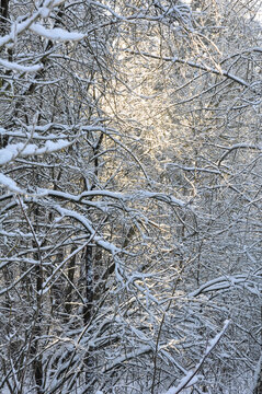 Winter forest with dense tree branches covered in fresh snow. Sunlight shines through the tangled branches, creating a warm contrast with the cold winter tones. Atmospheric natural scene conveying sil