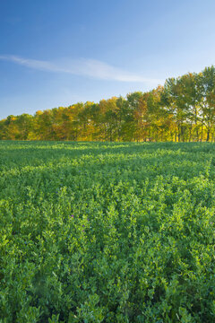 alfalfa field with shelterbelt in the background,  near Lorette, Manitoba, Canada