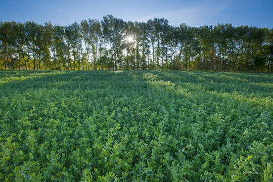 alfalfa field with shelterbelt in the background,  near Lorette, Manitoba, Canada