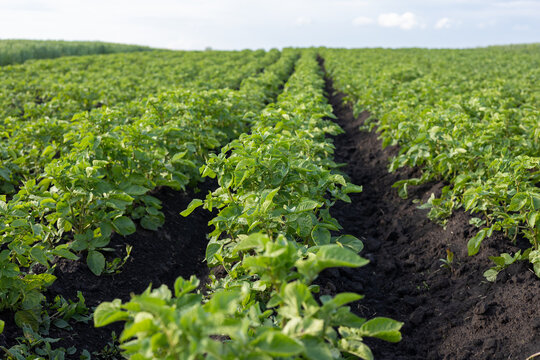 Thriving potato plants stretch across the field, their lush green leaves reaching for the sun under a clear blue sky on a warm summer day