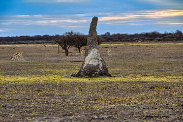 Giant Termite Mound and Springbok Antelopes in the African Savanna, grazing in the background under a cloudy sky