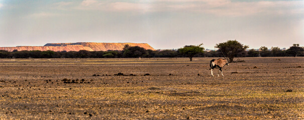 Gemsbok and Springbok Antelopes Grazing in the Arid African Savanna springbok graze in the distance near a tree line in Botswana