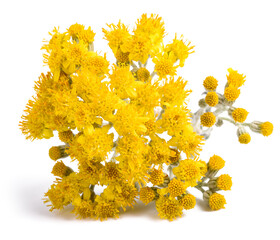 Dusty miller flowers