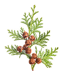 Lawson's cypress branch