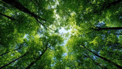 Sunlight Shining Through Green Forest Canopy