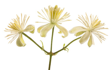 Old man's-beard flowers