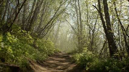 Obraz premium Sunlit Path Through a Lush Forest