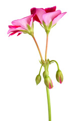 Red pelargonium flowers