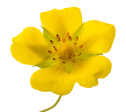 Creeping cinquefoil flower