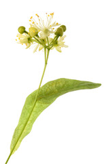 Linden  bract and flowers