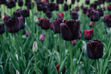 Beautiful fresh dark purple tulip flowers in bloom, close-up view. Natural spring background.