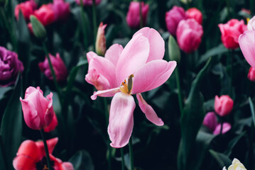 Colorful field of tulips in bloom, close-up view. Natural background.