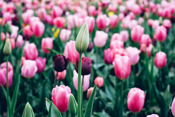 Colorful field of tulips in bloom, close-up view. Natural background.
