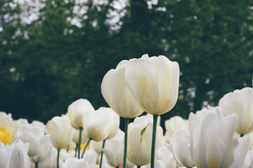 Beautiful fresh white tulip flowers blooming in the meadow. Natural floral background.