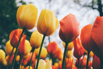 Beautiful fresh colorful tulip flowers in full bloom in the meadow, close-up view. Natural flowery spring background.