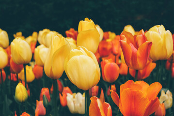 Beautiful fresh colorful tulip flowers in full bloom in the meadow. Natural flowery spring background.