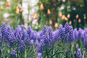 Beautiful purple muscari flowers in full bloom in the meadow, close-up view. Floral springtime texture for background.