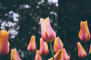 Beautiful bicolor tulip flowers in full bloom in the garden, close-up view. Natural floral background.