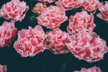 Beautiful colorful terry tulips in full bloom in the garden, close-up view. Natural floral texture for background.