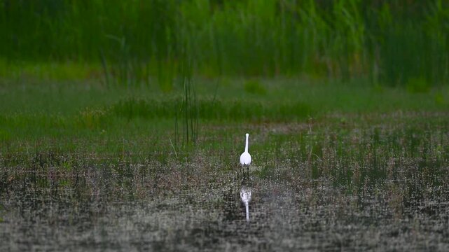 The graceful movements of the little egret (Egretta garzetta) while hunting in the wetland.
