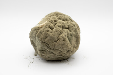 Spoiled orange covered with mold isolated on white background. Rotten citrus fruit with visible decay, fungal contamination and organic food waste concept.