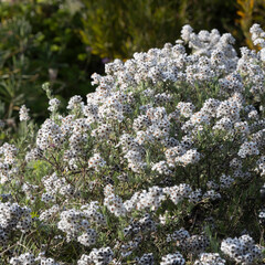 Eriocephalus africanus. A compact, sunlit shrub densely covered with clusters of tiny white flowers. 