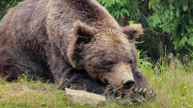 A large brown bear rests peacefully in a grassy meadow with a forest in the background, showcasing its natural habitat and serene moment