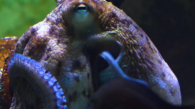 Close up head of a small octopus resting on the sea ground underwater.