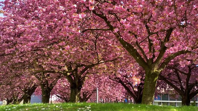 Sakura cherry blossoming alley trees landscape