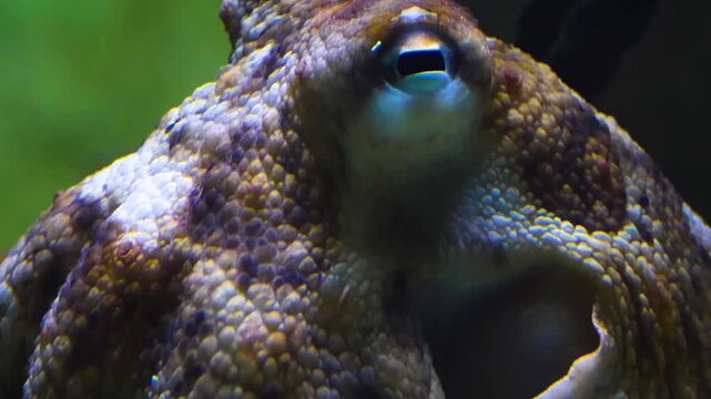Close up head of a small octopus resting on the sea ground underwater.