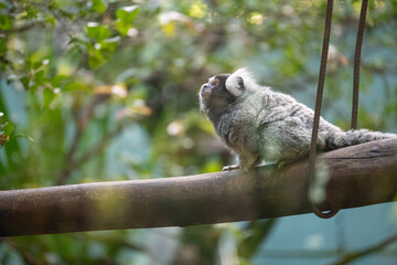 Naklejka premium A small monkey at the zoo, a small monkey on a morning inside its glass enclosure at a zoo in Brazil, natural light, selective focus.
