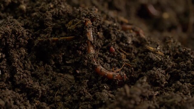 Earthworm burrowing through damp soil macro zoom in