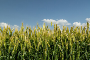 Close up of ripe wheat ears against beautiful sky with clouds.