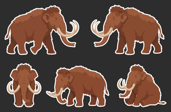 Cartoon woolly mammoth sticker set in different poses and views with white outline, isolated vector illustration