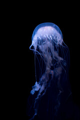 Mesmerizing purple jellyfish illuminated against pitch black background © Дмитро Ганжеєв