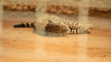 A jaguar (Panthera onca) at the zoo, a beautiful jaguar in its natural habitat at a zoo in Brazil, natural light, selective focus. © Milton Buzon
