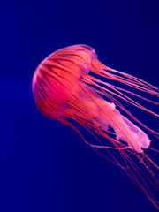 Abstract underwater composition with purple medusa and trailing stingers in neon light © Дмитро Ганжеєв