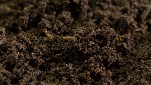 Earthworm burrowing into moist soil on vermiculture farm